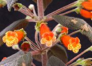 Tree Gloxinia Flor laranja