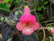 рожевий Квітка Колерія (Kohleria) Кімнатні рослини фото