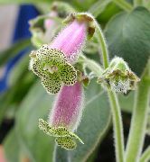 šeřík Květina Strom Gloxínie (Kohleria) Pokojové rostliny fotografie