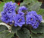 azul escuro Flor African Violet (Saintpaulia) Plantas de Casa foto