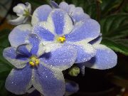 ღია ლურჯი ყვავილების African Violet (Saintpaulia) სახლი მცენარეთა ფოტო