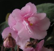 rosa Blomst African Violet (Saintpaulia) Potteplanter bilde