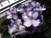 blanc Fleur Violette Africaine (Saintpaulia) Plantes d'intérieur photo