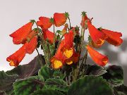 червоний Квітка Смітіанта (Smithiantha) Кімнатні рослини фото