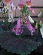 lilás Flor Smithiantha  Plantas de Casa foto