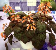 oranžový Kvetina Smithiantha  Izbové Rastliny fotografie