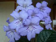 açık mavi çiçek Strep (Streptocarpus) Ev bitkileri fotoğraf