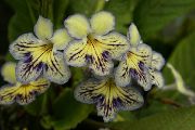 žuti Cvijet Strep (Streptocarpus) Biljka u Saksiji foto