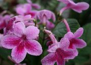 pembe çiçek Strep (Streptocarpus) Ev bitkileri fotoğraf