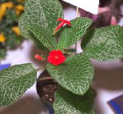 punainen Kukka Episcia  Huonekasvit kuva
