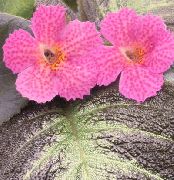 ピンク フラワー Episcia  観葉植物 フォト