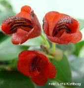 红 花 唇膏厂， (Aeschynanthus) 室内植物 照片