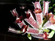 бардовы Кветка Эсхинантус (Aeschynanthus) Пакаёвыя расліны фота