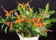 orange Blume Lippenstift-Anlage,  (Aeschynanthus) Zimmerpflanzen foto