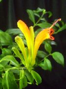 geltonas žiedas Lūpų Augalas,  (Aeschynanthus)  nuotrauka