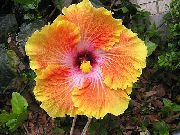 oranžový Kvetina Ibištek (Hibiscus) Izbové Rastliny fotografie