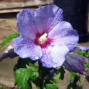იასამნისფერი ყვავილების ჰიბისკუსი (Hibiscus) სახლი მცენარეთა ფოტო