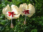 žlutý Květina Ibišek (Hibiscus) Pokojové rostliny fotografie