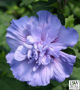 светло синьо Цвете Хибискус (Hibiscus) Стайни растения снимка