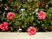 ροζ λουλούδι Είδος Μολόχας (Hibiscus) φυτά εσωτερικού χώρου φωτογραφία