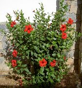 црвен Цвет Хибискус (Hibiscus) Кућа Биљке фотографија