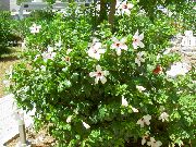 bela Cvet Hibiskus (Hibiscus) Hiša Rastline fotografija
