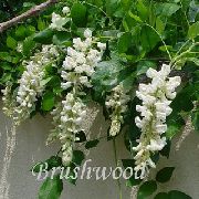 biały Kwiat Glicynia (Wisteria)  Rośliny domowe zdjęcie