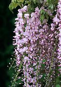 rožnat Cvet Glicinija (Wisteria) Hiša Rastline fotografija