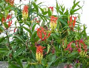 红 花 荣耀百合 (Gloriosa) 室内植物 照片