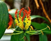 黄 フラワー 栄光ユリ (Gloriosa) 観葉植物 フォト