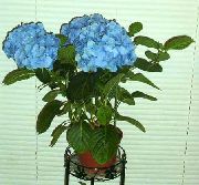 светло синьо Цвете Хортензия, Lacecap (Hydrangea hortensis) Стайни растения снимка