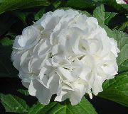 бял Цвете Хортензия, Lacecap (Hydrangea hortensis) Стайни растения снимка