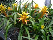 sarı çiçek Guzmania  Ev bitkileri fotoğraf
