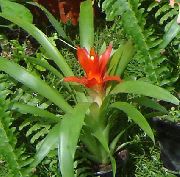 kırmızı çiçek Guzmania  Ev bitkileri fotoğraf