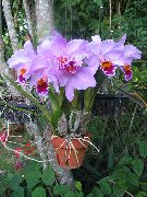lila Cvet Dendrobium Orhideje  Hiša Rastline fotografija