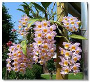 růžový Květina Dendrobium Orchidej  Pokojové rostliny fotografie