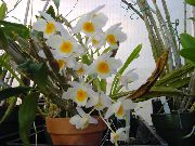 wit Bloem Dendrobiumorchidee  Kamerplanten foto