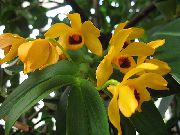 Dendrobium Орхидея Цвете жълт