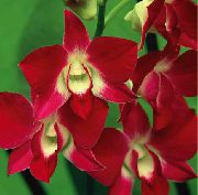piros Virág Dendrobium Orchidea  Szobanövények fénykép