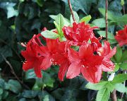 czerwony Kwiat Azalia (Rododendron) (Rhododendron) Rośliny domowe zdjęcie