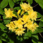 Αζαλέες, Pinxterbloom λουλούδι κίτρινος