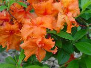 апельсин Гүл Azalea (Рододендрон) (Rhododendron) Үй Өсімдіктер фото