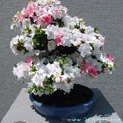 bianco Fiore Azalee, Pinxterbloom (Rhododendron) Piante da appartamento foto