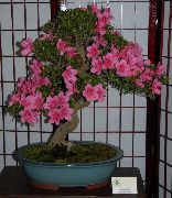 розов Цвете Азалии, Pinxterbloom (Rhododendron) Стайни растения снимка