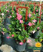 vaaleanpunainen Kukka Dipladenia, Mandevilla  Huonekasvit kuva