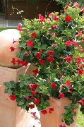 წითელი ყვავილების Dipladenia, Mandevilla  სახლი მცენარეთა ფოტო