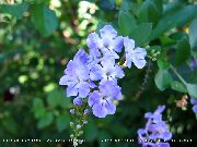 svetlo modra Cvet Duranta, Medu Kapljice, Golden Dewdrop, Golob Jagodami  Hiša Rastline fotografija