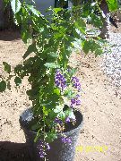 mørkeblå Blomst Duranta, Honning Dråber, Gyldne Dugdråbe, Due Bær  Stueplanter foto
