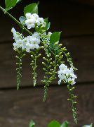 თეთრი ყვავილების Duranta, თაფლის წვეთებს, ოქროს Dewdrop, მტრედი Berry  სახლი მცენარეთა ფოტო