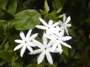 ホワイト フラワー ジャスミン (Jasminum) 観葉植物 フォト